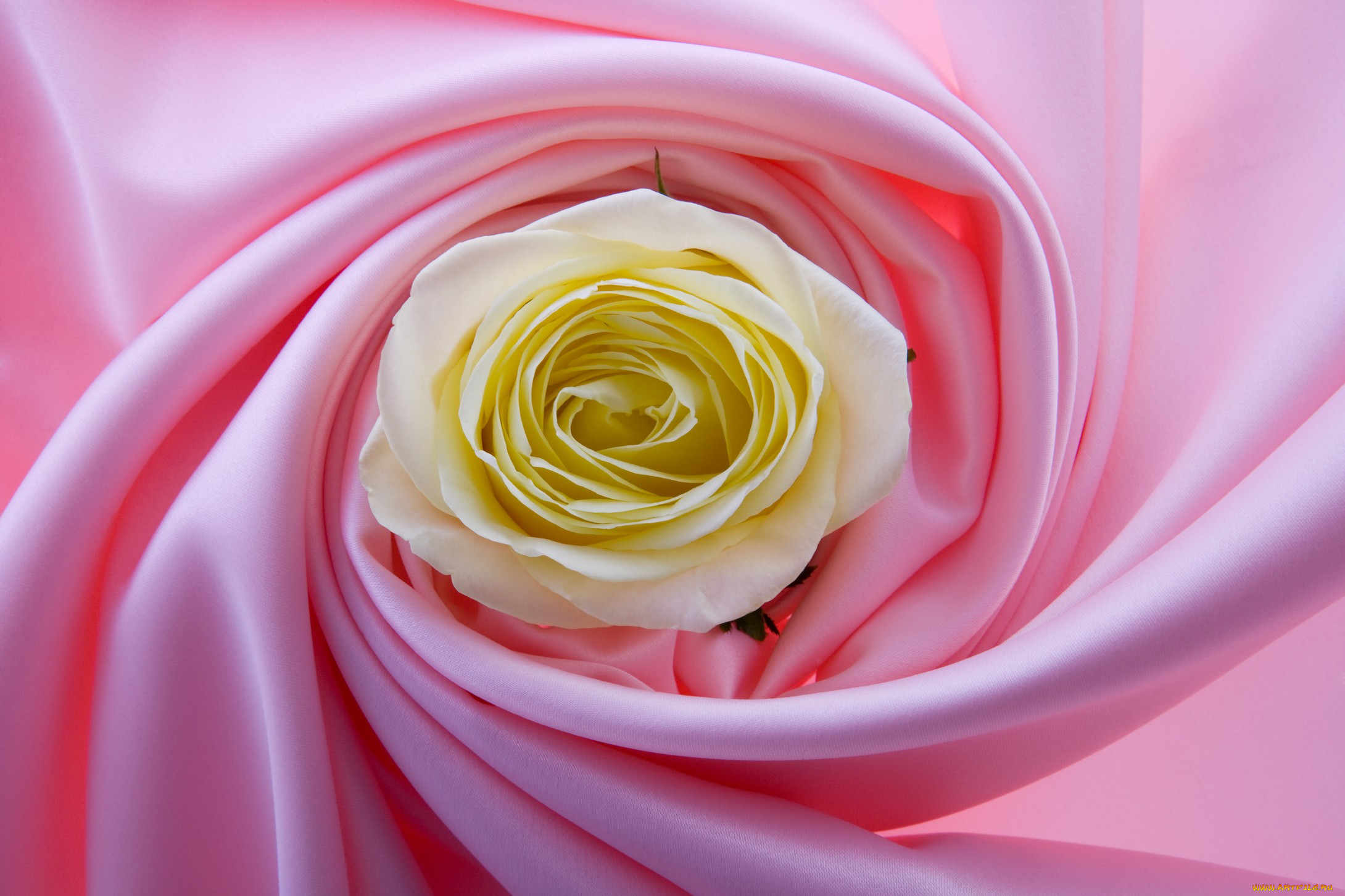 Желтоватые или розовые лепестки. Розы на шелке. Розовая ткань. Розовые цветы на белом шелке.